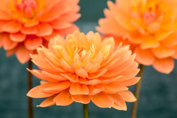 Waterlily Dahlia 