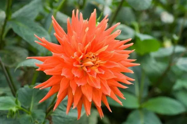 Cactus Dahlia 
