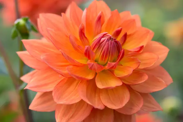 Dahlia 