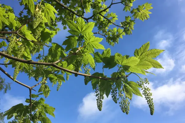 Sycamore leaves and flowers. Getty Images