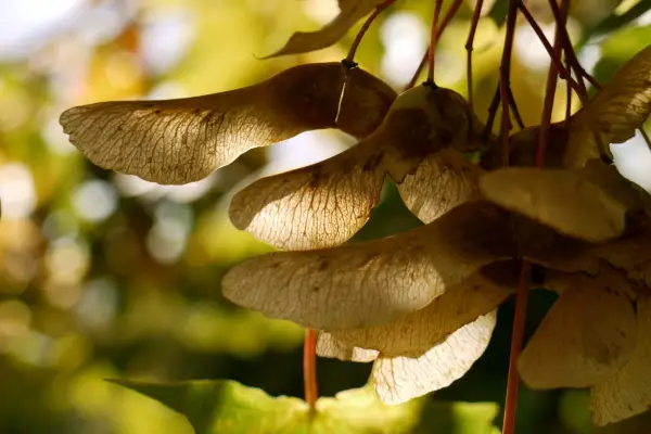 Winged sycamore seeds. Getty Images