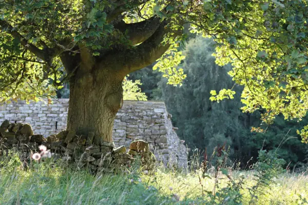 Ancient sycamore growing near a dry stone wall. Getty Images