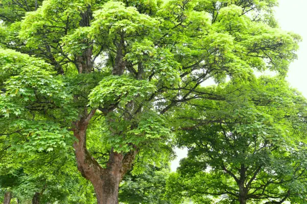 Large sycamore tree. Getty Images