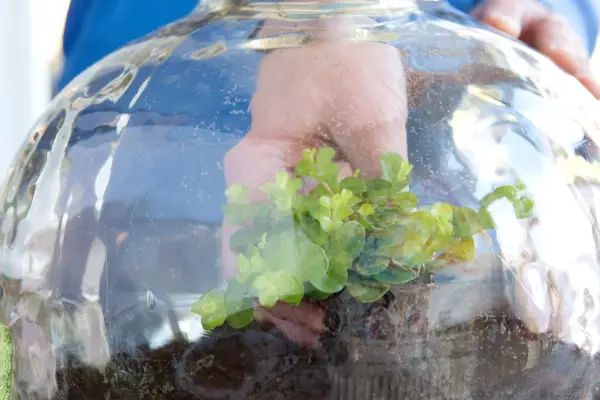 Planting the bottle garden
