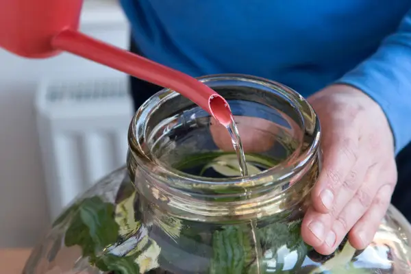 Watering the bottle garden