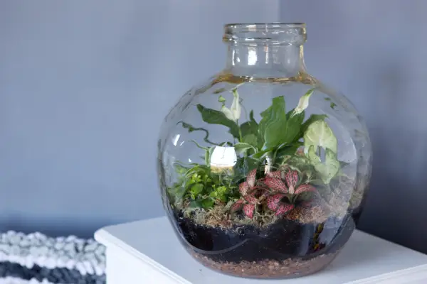How to create a bottle garden