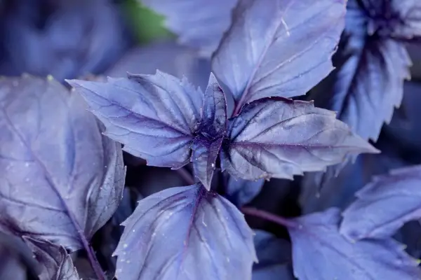 2048x1365-Basil-SEO-Mr_Fothergills_Nursery_Seed_Trial_PDB_23_09_21_1502