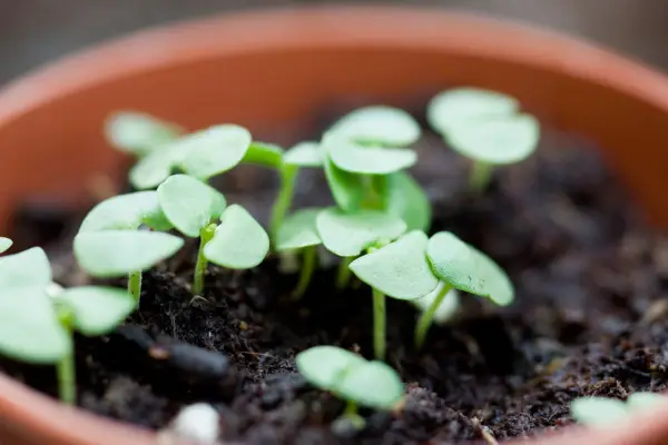 Basil seedlings