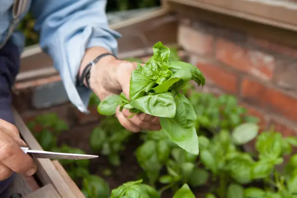 Harvesting basil leaves with a knife