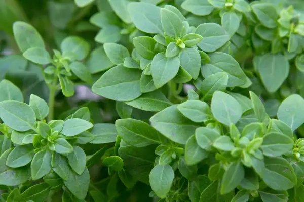 Greek basil