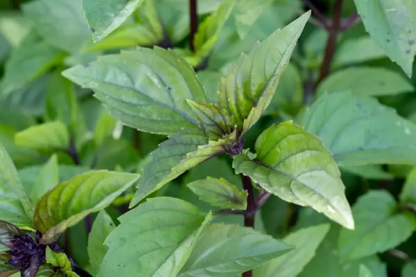 2048x1365-Basil-SEO-Mr_Fothergills_Nursery_Seed_Trial_PDB_23_09_21_1533