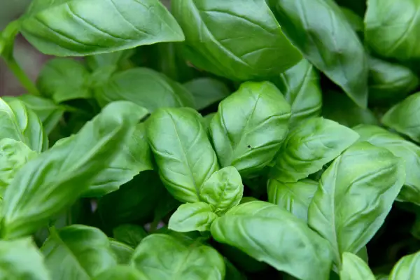 How to grow basil