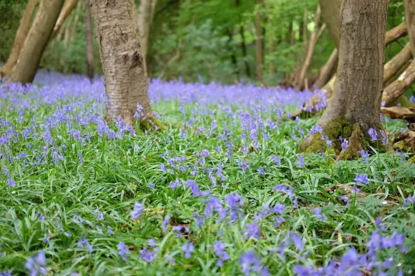Where to grow bluebells