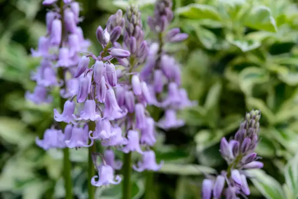 Hybrid bluebells