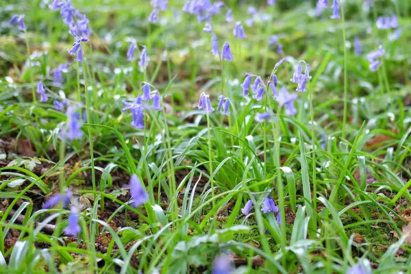 How to grow bluebells