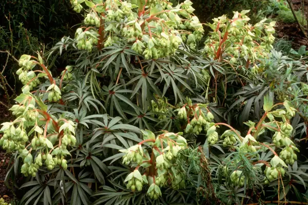 Helleborus foetidus – Wester Flisk Group, Ashwood Nurseries