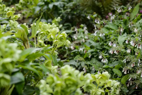 Corsican hellebore (Helleborus lividus subsp. corsicus)