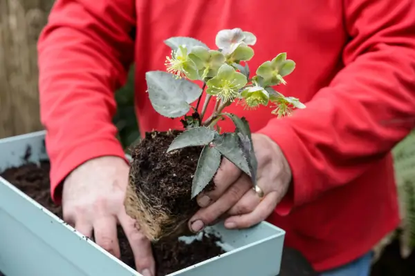 Planting hellebore 