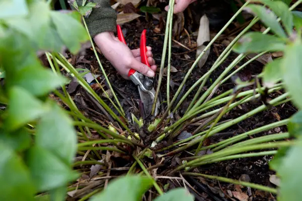 Cutting back hellebore foliage