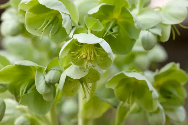 Helleborus viridis, Getty Images