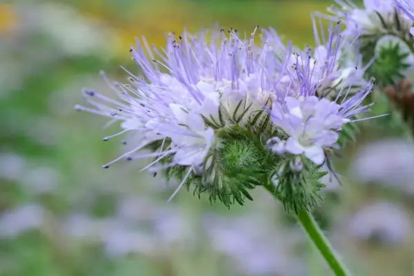 Phacelia flower