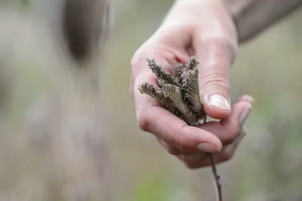 Collecting phacelia seeds