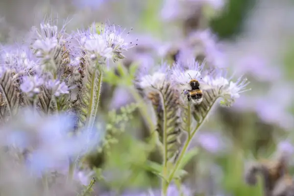 Cum să crești Phacelia