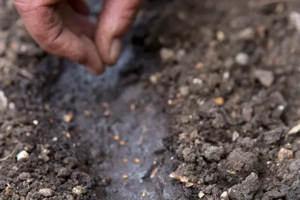 Sowing foxglove seed