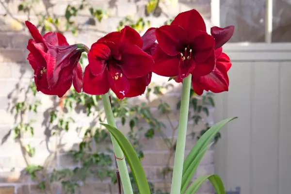 Amaryllis 