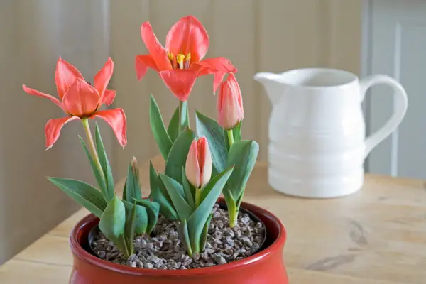 Forced tulips growing indoors