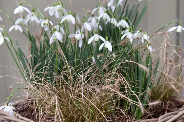 Snowdrops and Pennisetum alupecuroides 