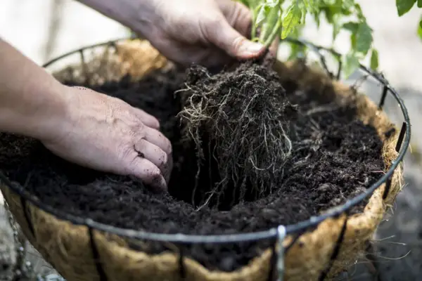Planting the hanging basket