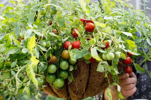 Tomato hanging basket
