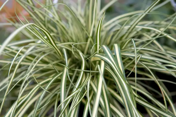 Carex oshimensis ‘Evergold’