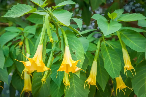 Hvordan dyrke Brugmansia (Angel's Trumpets)