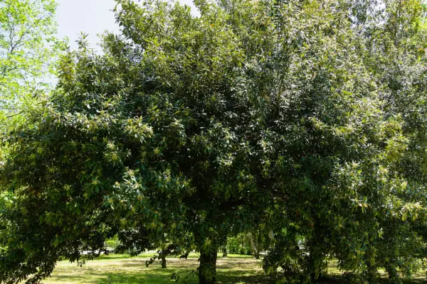 Como cultivar Holm Oak
