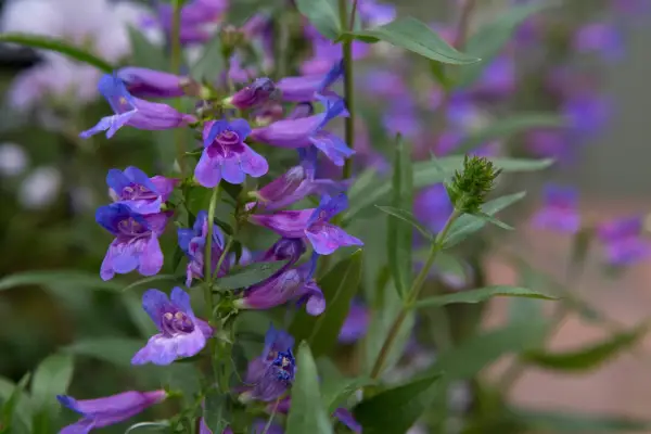 Penstemon 