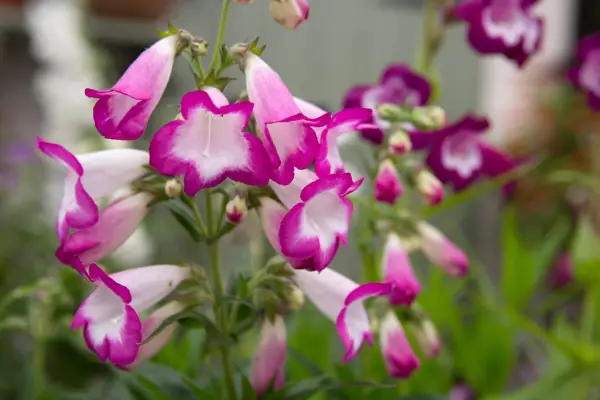 Penstemon 