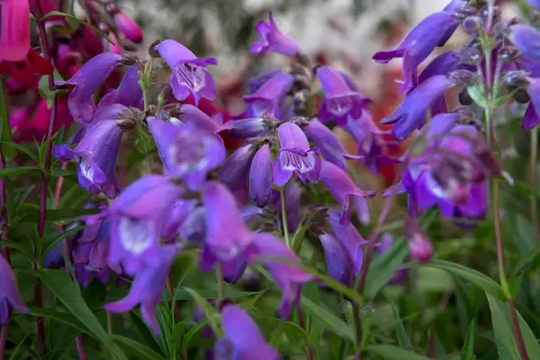 Penstemon 