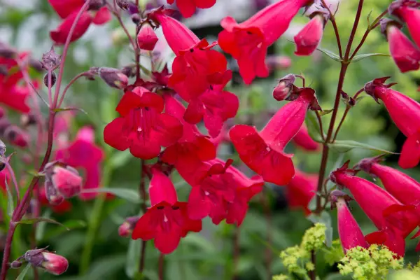 Crimson flowers of penstemon 