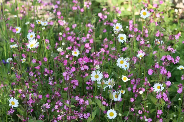 Red campion in a meadow (Silene dioica). Getty Images
