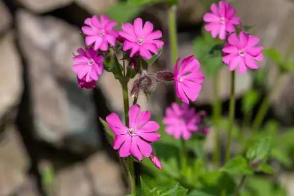 Red campion flowers. Getty Images