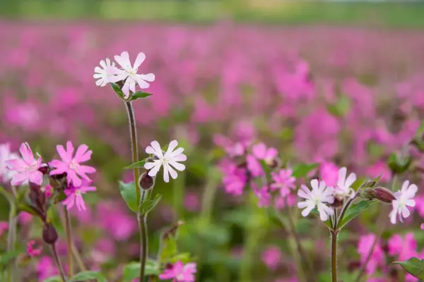 A meadow of red campion. Getty Images