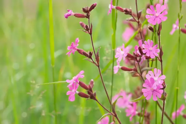 Red campion (Silene dioica). Getty Images
