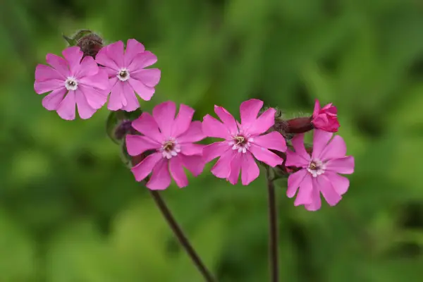 Red campion (Silene dioica). Getty Images