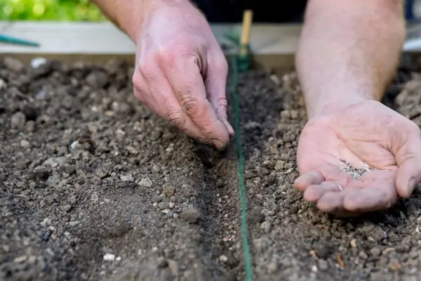 Sow seeds of salad leaves