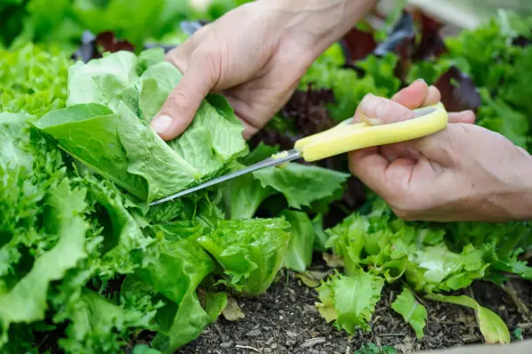 Harvesting salad leaves