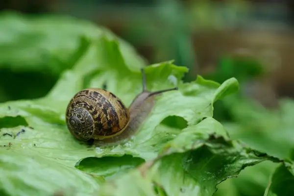 Snail on salad leaves