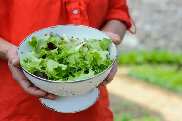 A colander full of freshly picked salad leaves