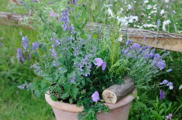 How to make a nectar-rich container display